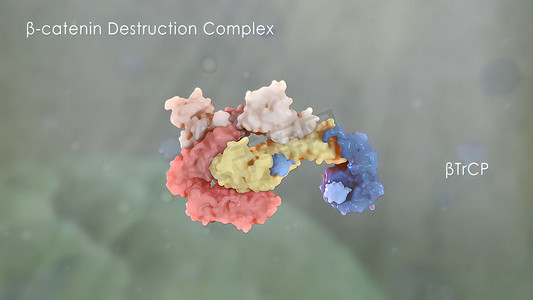 连环蛋白在癌症发展中发挥作用
