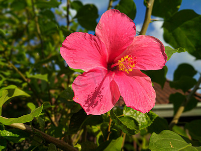 花热带摄影照片_关闭粉红红色芙蓉花。