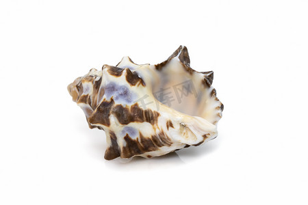 医美背摄影照片_灵芝海贝壳的图像，俗名双节岩壳，双节岩蜗牛，白色背景上分离的栗岩壳。
