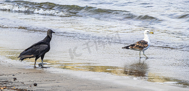 热带黑秃鹫白海鸥博塔弗戈海滩里约热内卢。