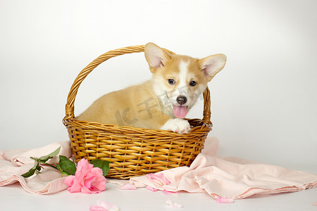 一只可爱的威尔士柯基犬小狗坐在篮子里，白色背景上隔离着鲜花。