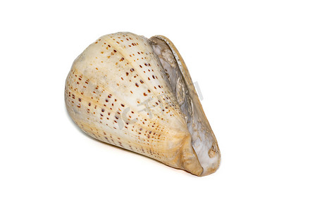 桦木芋螺（学名：Conus betulinus）是锥螺科的一种海洋腹足类软体动物。