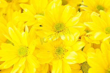 一束黄色花瓣和绿色花粉的雏菊花的特写镜头