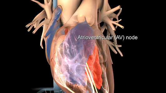 血液系统摄影照片_心脏解剖 AV 房室结医学概念 3D 插图