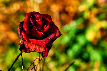 阳光明媚的绿日，黑魔法家族的红嫩玫瑰