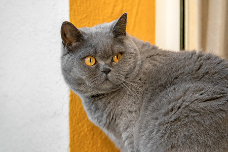 黄眼睛的灰色英国猫在白色黄色背景中转身