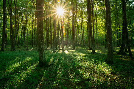 夏季绿色森林中强烈的阳光照射
