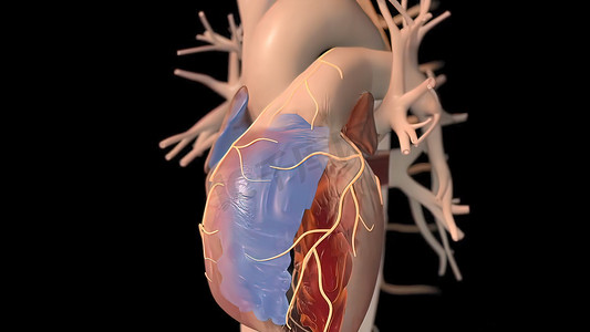 血人体摄影照片_人体心跳解剖学的 3D 插图