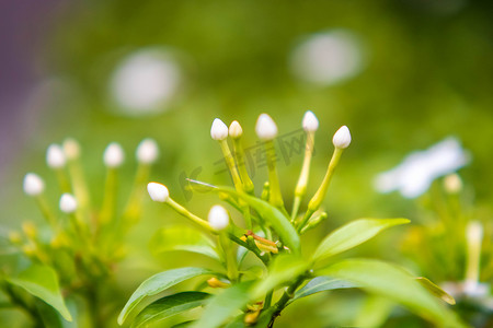 栀子花 栀子花。