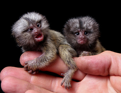普通狨猴的婴儿在手指上被黑色隔离