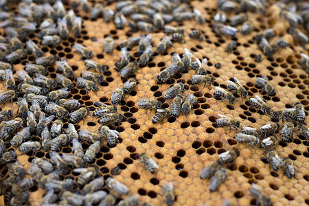 蜜蜂在蜂蜜框架上。