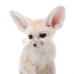 白色背景上漂亮的耳廓狐幼崽