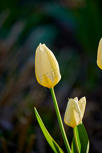 在大自然阳光明媚的日子里，白色的郁金香花蕾被隔离在模糊的黑色背景上。