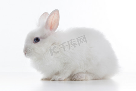 小白兔logo摄影照片_孤立在白色背景上的白兔