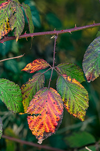 一簇叶子摄影照片_秋天黑莓灌木上一簇叶子的叶脉颜色和纹理引人注目