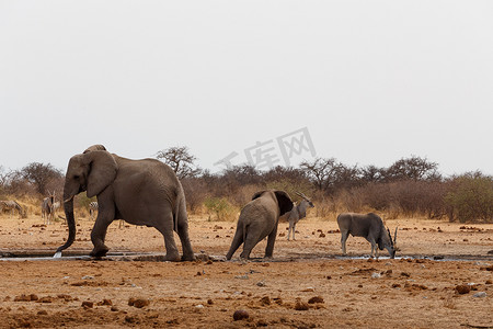 非洲象在水坑里