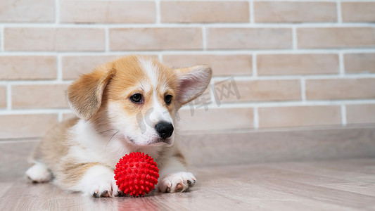 彭布罗克柯基犬小狗在玩红球。