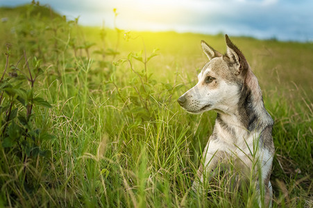 移门l绿色花纹摄影照片_田野里的一只狗，田野里一只狗的特写，有复制空间，田野里一只狗的特写，望向远方