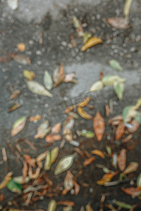 树叶与垃圾混合在沥青上 下雨了