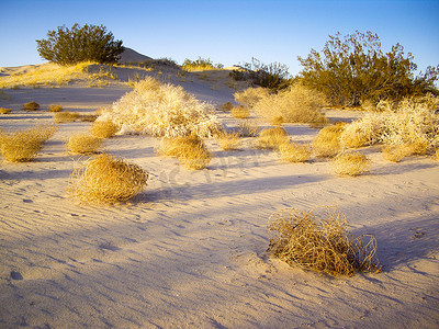 风滚草摄影照片_莫哈韦沙漠的风滚草