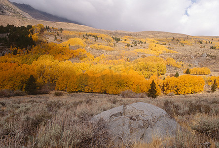 秋天的颜色，内华达山脉。