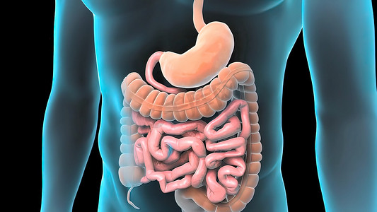 人体的胃摄影照片_人体消化系统
