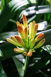 花序摄影照片_绿叶背景上橙色君子兰芽的花序