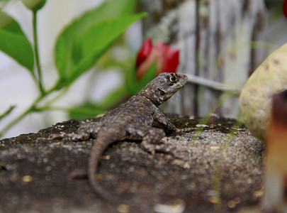 生物多样性摄影照片_萨尔瓦多市花园里的壁虎