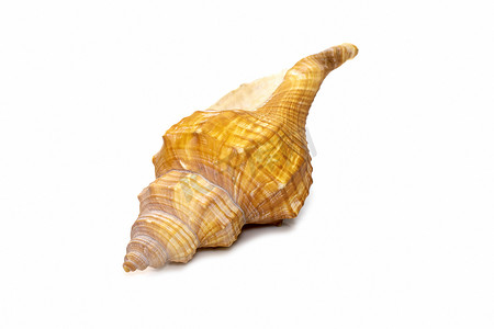 梯形马海螺 / 条纹狐狸海螺贝壳 (Pleuroloca trapezium) 的图像在白色背景下被隔离。