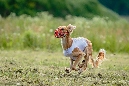 在赛狗比赛中，萨路基狗跑得快，在绿地上追逐诱饵