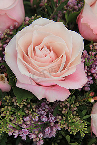 大淡粉色玫瑰