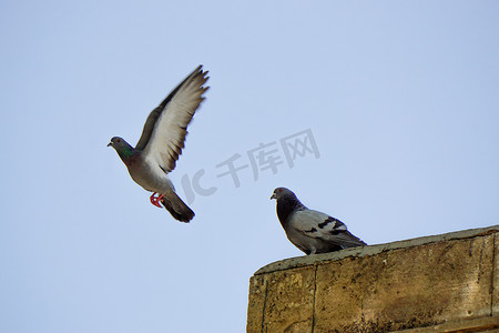和平的白鸽摄影照片_阳光明媚的日子里飞翔的鸽子