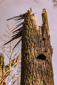 一场强烈的风暴简单地折断了森林中的一棵大树