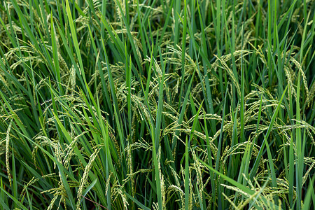 水稻作物准备成熟和收获