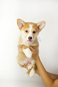 简约柯基摄影照片_白色背景上的可爱小狗柯基彭布罗克