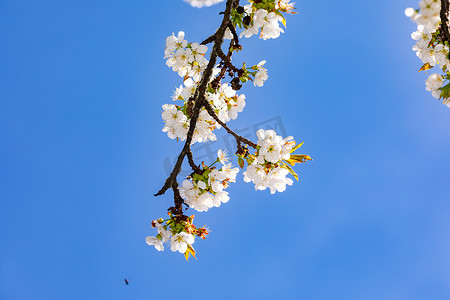 春天，蓝天映衬下，树枝上开着许多耀眼的白花