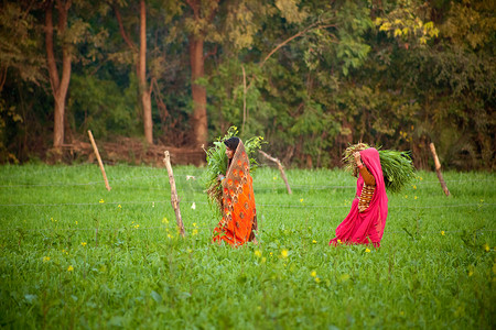 印度妇女在农田里劳作