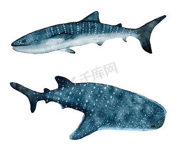 斑点蓝色摄影照片_水彩手黎明鲸鲨，热带危险斑点鱼，海洋水下野生动物，自然濒危物种航海印刷海报。