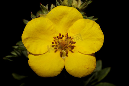 黄花开花特写植物背景大尺寸高品质印刷 Dasiphora fruticosa 家族 thymelaeaceae 墙海报