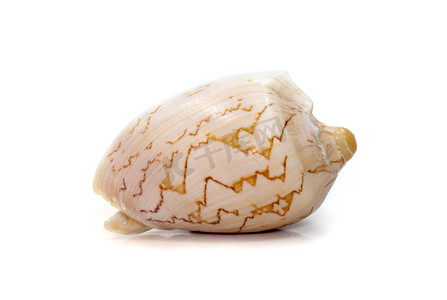 cymbiola nobilis 海贝的图像是在白色背景下分离的 Volutidae 科的海洋腹足类软体动物。