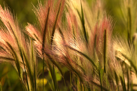 大尾巴松鼠摄影照片_风景秀丽的萨斯喀彻温省的狐尾大麦头