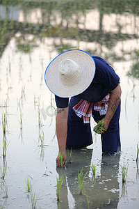 农民水上水稻种植