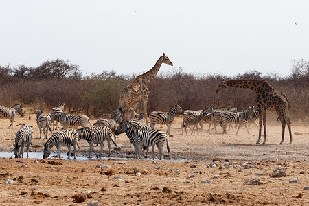 长颈鹿和斑马在水坑里喝水