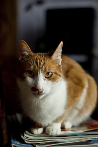 天猫头图摄影照片_欧洲猫的年轻雄性