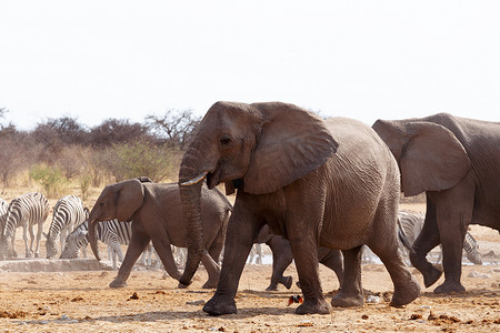 赞赞摄影照片_水坑里的非洲象群