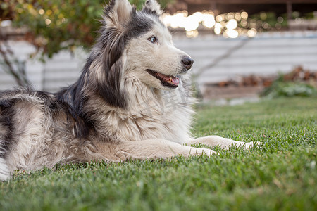 温暖的季节，一只美丽的西伯利亚哈士奇狗躺在绿色的草坪上