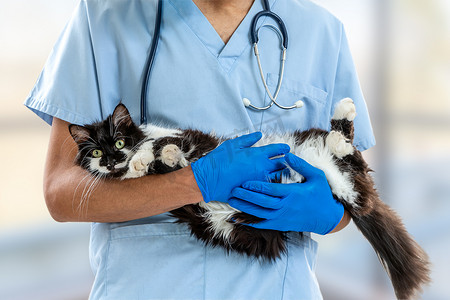 黑白男摄影照片_由男兽医医生对猫进行检查。
