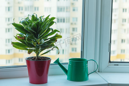 窗台上有绿色室内植物装饰芦荟和喷壶的盆