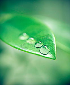 雨滴落在土上摄影照片_清晨的露珠落在植物上。