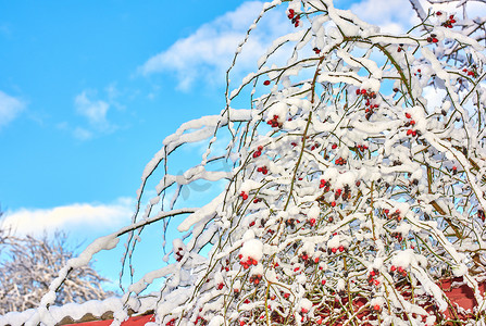 天空和树枝摄影照片_冬天，树枝和树枝覆盖着冰冻的雪，映衬着蓝天，下面有白色蓬松的滚滚云彩。